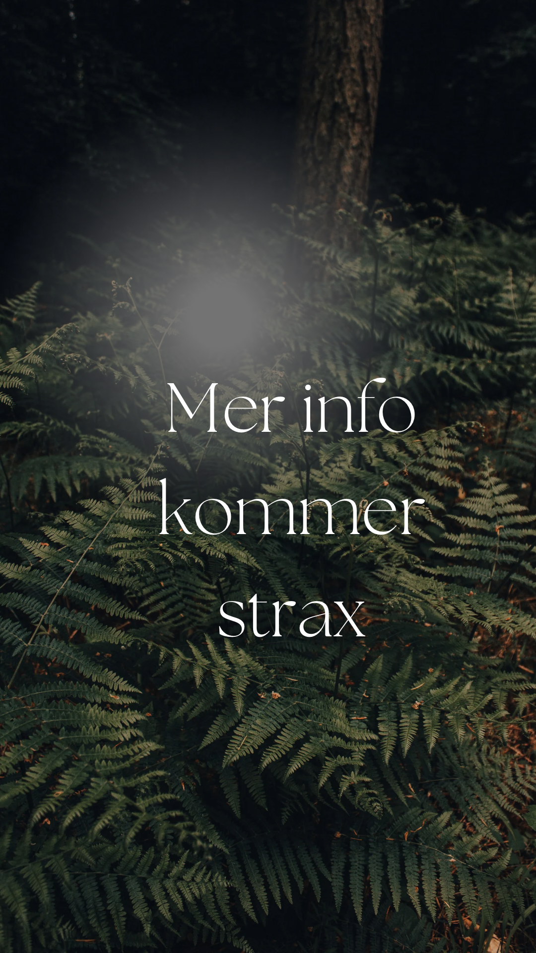 Ormbunkar-Mer-Info-kommer